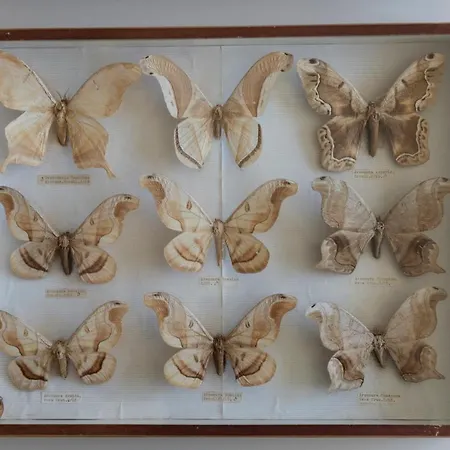 Della Giovanna By Vacavilla Buia