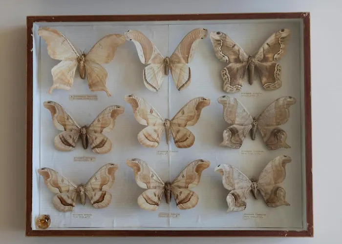 Della Giovanna By Vacavilla Buia